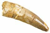 Fossil Spinosaurus Tooth - Real Dinosaur Tooth #345934-1